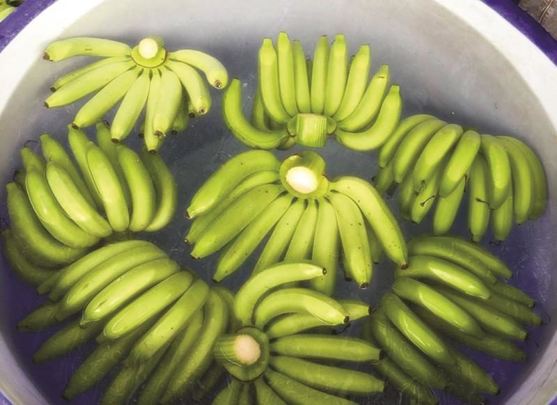 นำผลกล้วยที่ตัดแต่งเสร็จ ล้างในน้ำสะอาด