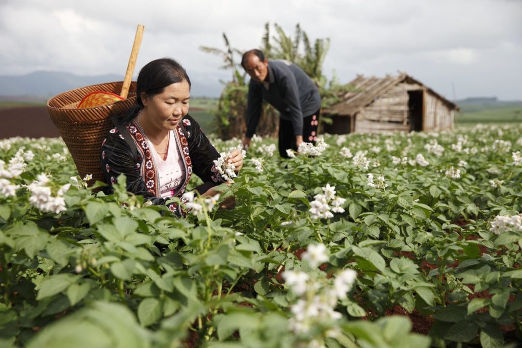 Potato farmers in their fields in the Mae Sot region.