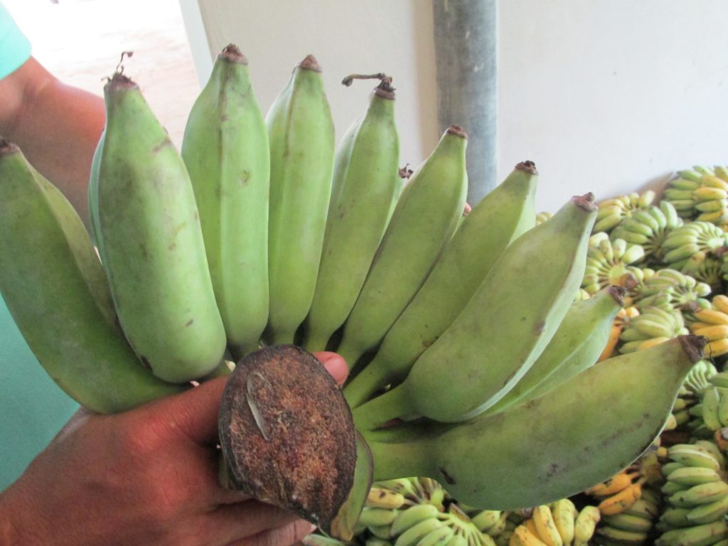 กล้วยน้ำว้ากาบขาว ที่สามารถนำมาใช้แทนมะลิอ่องได้