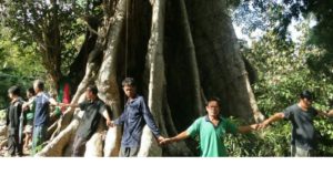 ต้นสะพุงโบราณอายุกว่า 3 ชั่วคนหรือหลายร้อยปี ขนาด 10 คนโอบ