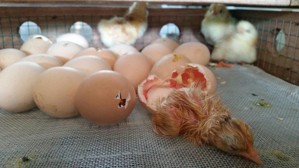 ลูกไก่ฟักออกจากไข่