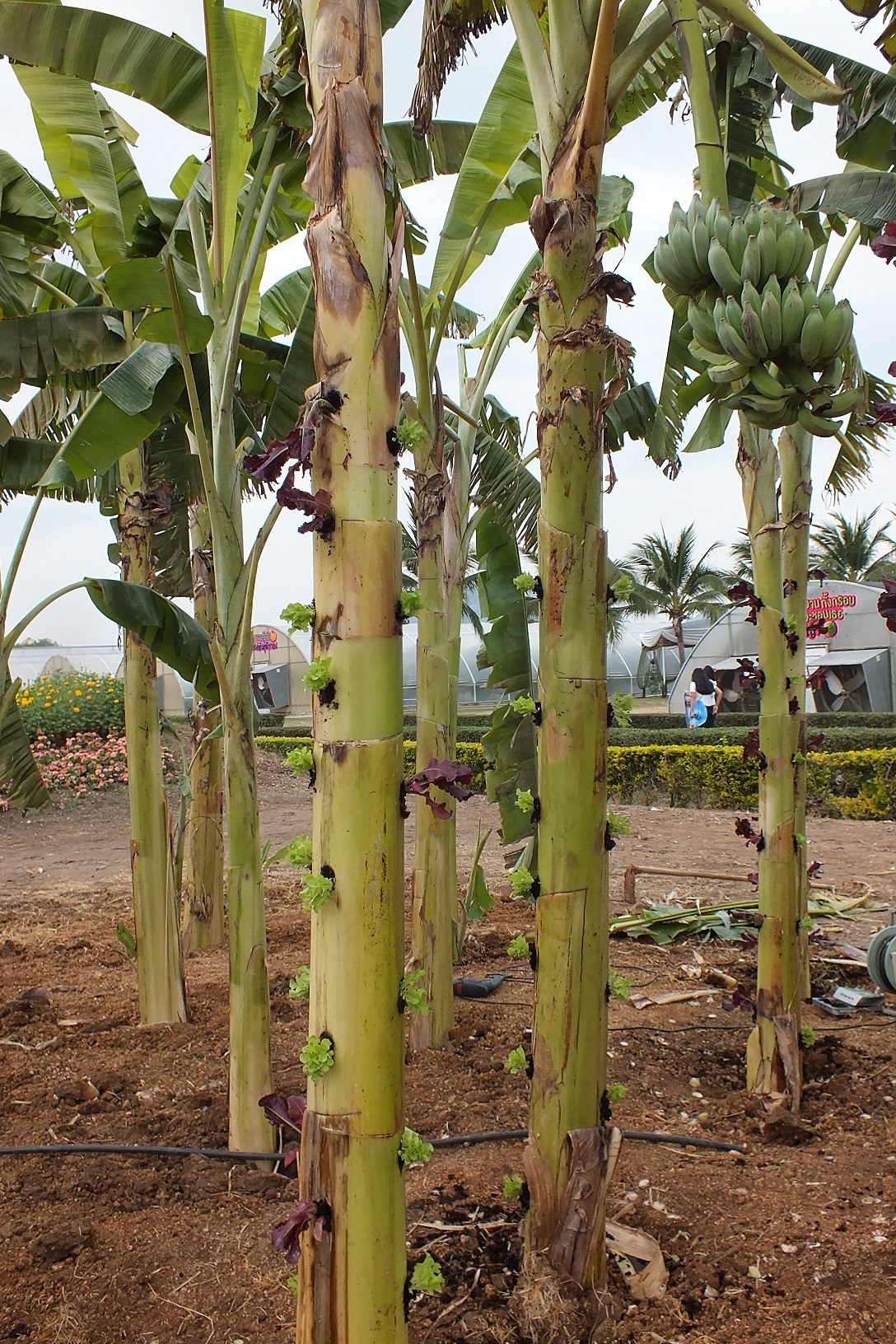 ปลูกผักไร้ดินบนต้นกล้วย ใครๆ ก็ทำได้ ใช้เวลาปลูก 30 วัน เก็บกินได้