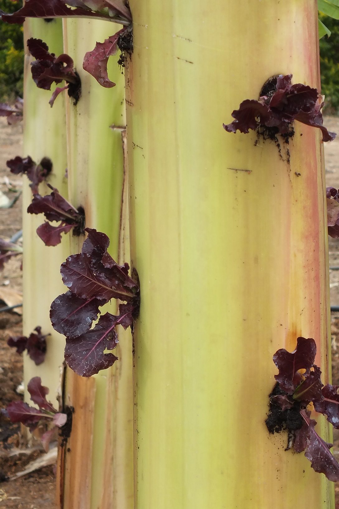 ปลูกผักไร้ดินบนต้นกล้วย ใครๆ ก็ทำได้ ใช้เวลาปลูก 30 วัน เก็บกินได้
