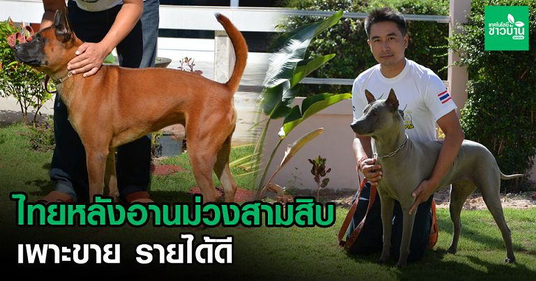 ไทยหลังอาน สุนัขพันธุ์ไทยแท้ ตื่นตัว ไม่กลัวใคร ให้ใจกับนายเดียว -  เทคโนโลยีชาวบ้าน