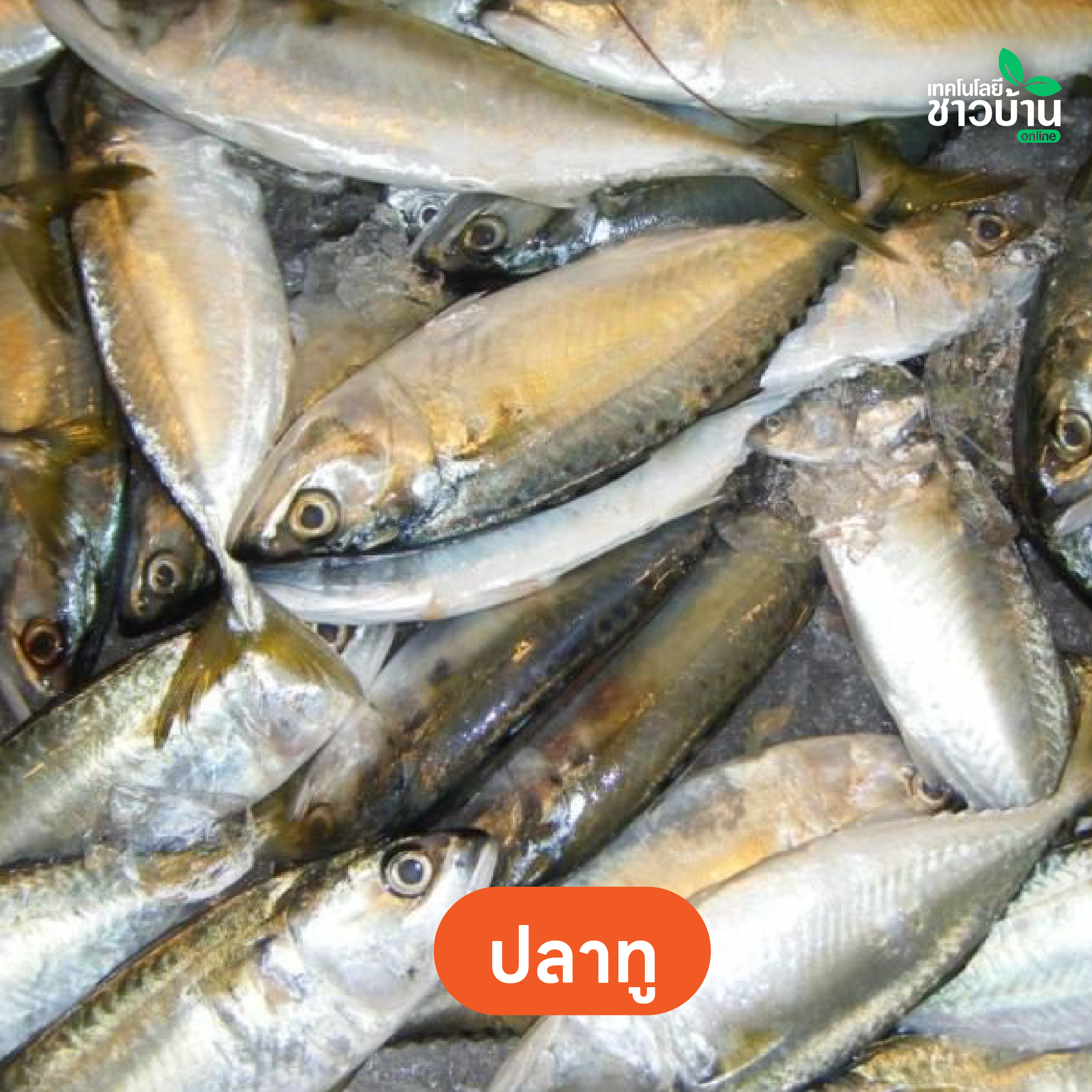 ปลาไทยโอเมก้า 3 สูง ไม่แพ้ปลาแซลมอน ราคาถูกและดี