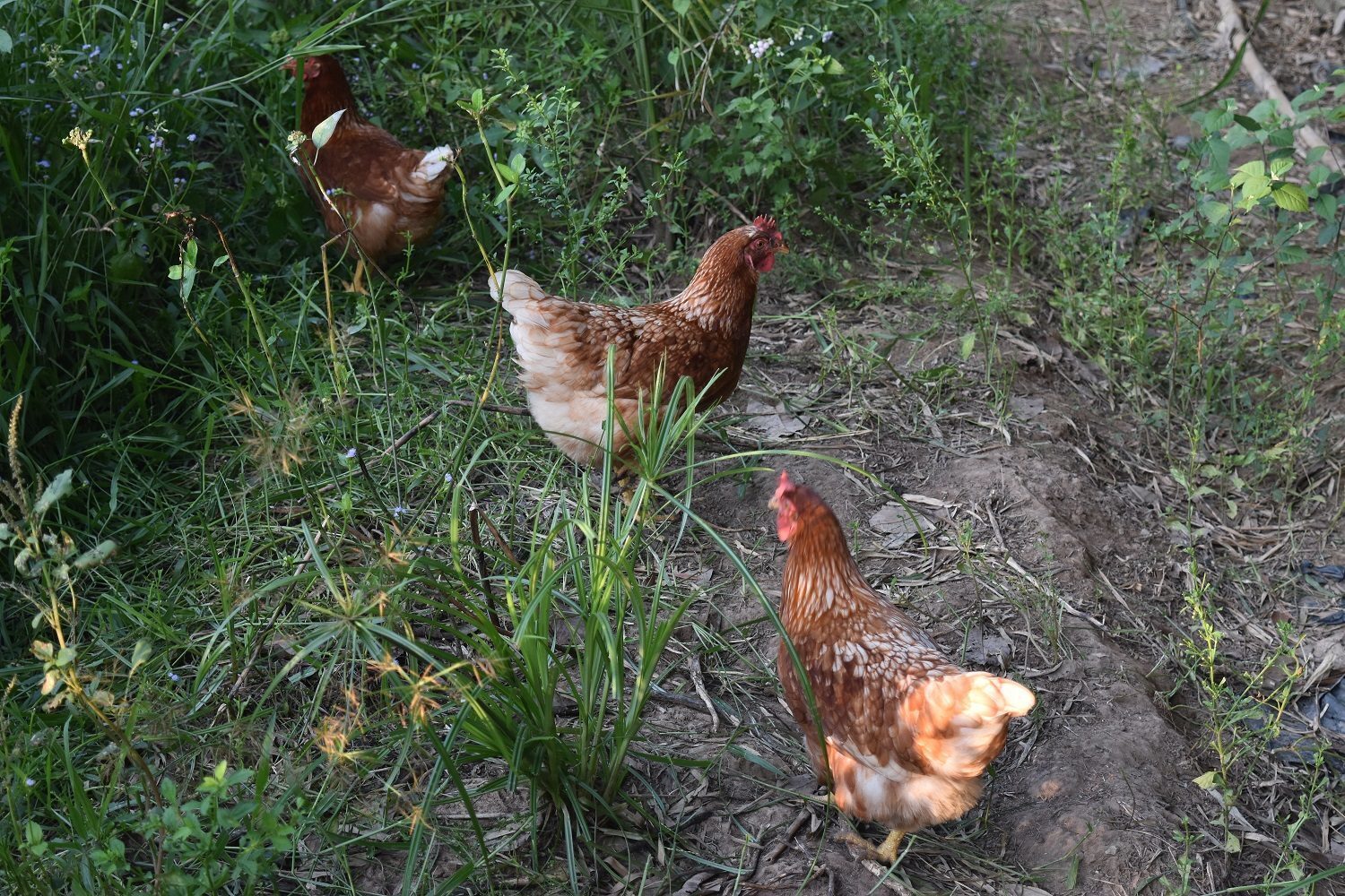 อาหารเสริมไก่ไข่จากธรรมชาติ สูตรลดต้นทุน ไข่ดก ฟองใหญ่ ทำง่าย