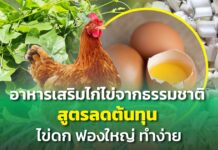 อาหารเสริมไก่ไข่จากธรรมชาติ สูตรลดต้นทุน ไข่ดก ฟองใหญ่ ทำง่าย