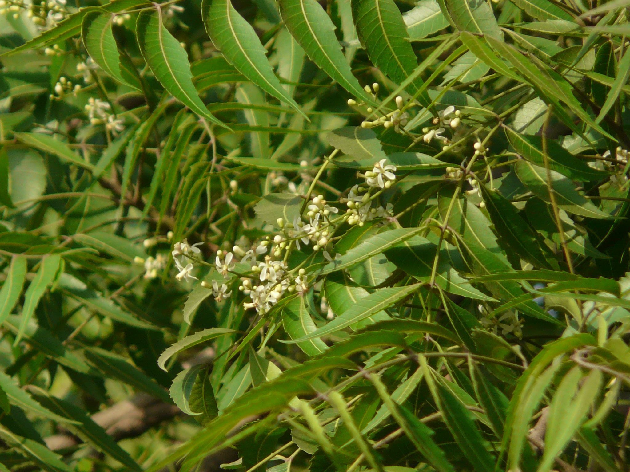สะเดา (Azadirachta indica)